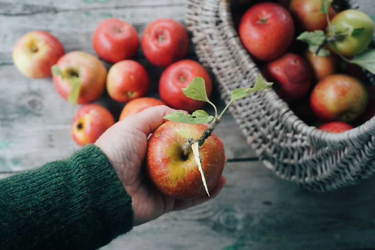 Cropped Image Of Hand Holding Apple