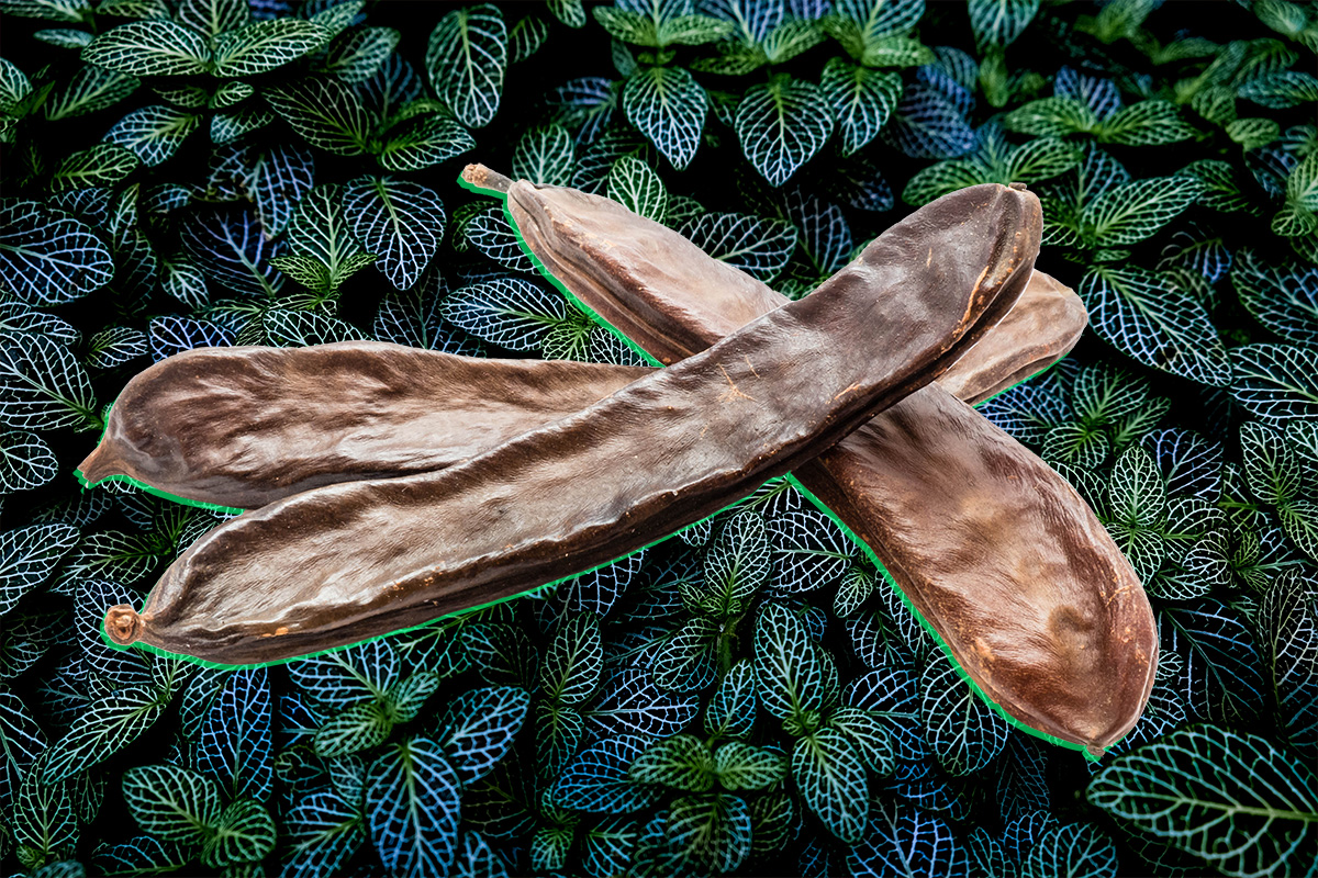 Carob fruit isolated on leafy background