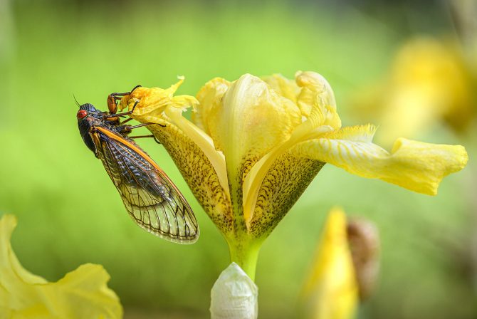 An Unlikely Parenting Guru Has Emerged: Brood X Cicadas