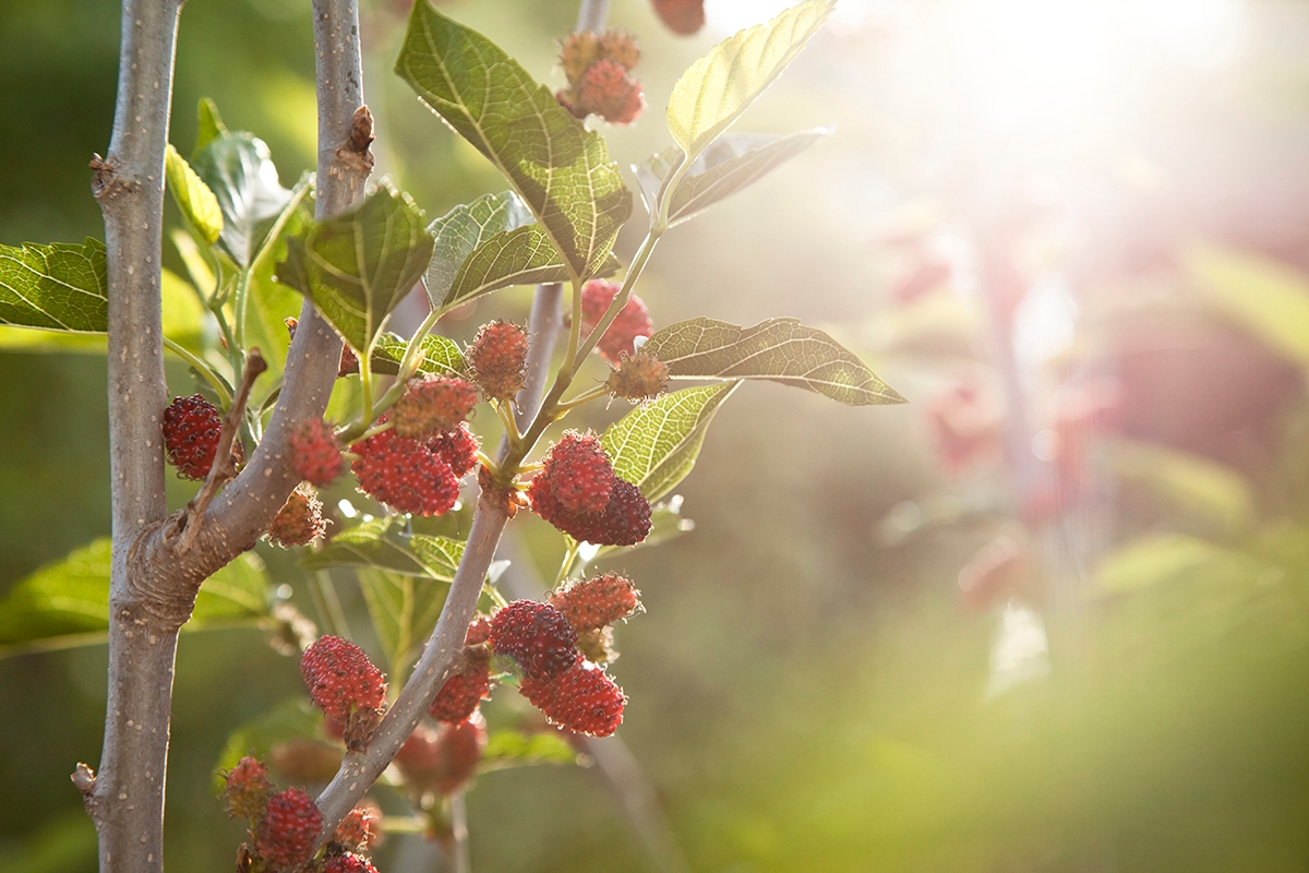 mulberries on a tree