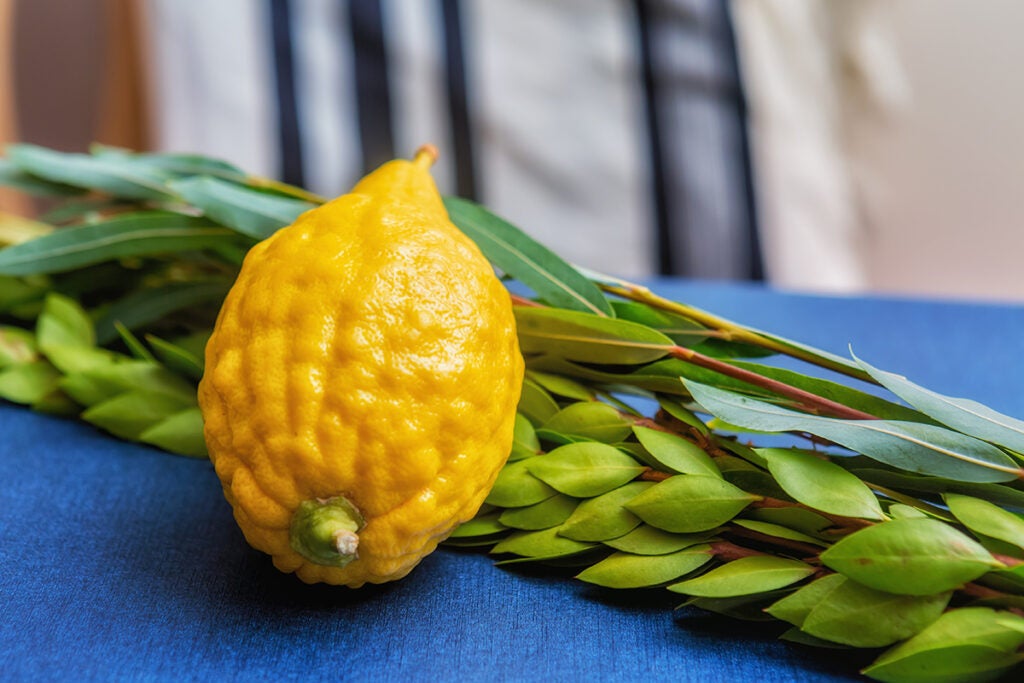 Etrog, symbol of the Jewish holiday of Sukkot