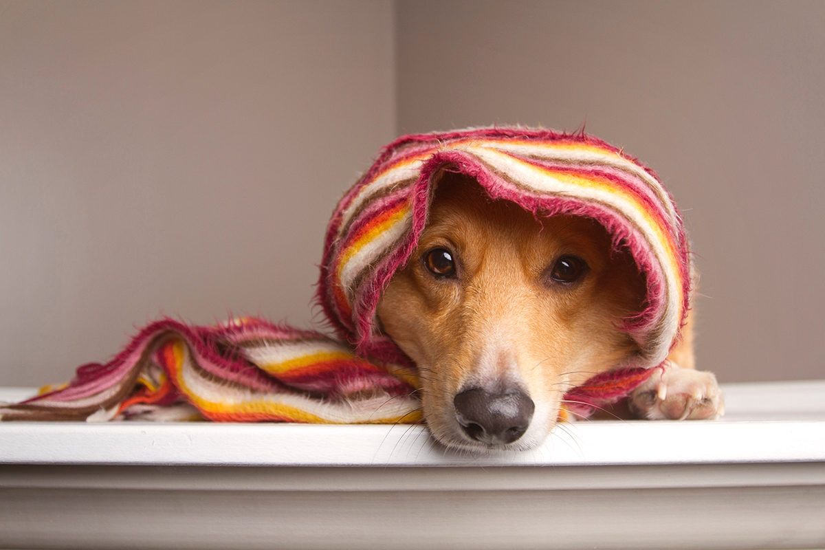 A red and white Pembroke Welsh Corgi dog lays on a white shelf, all wrapped up in a stripped scarf