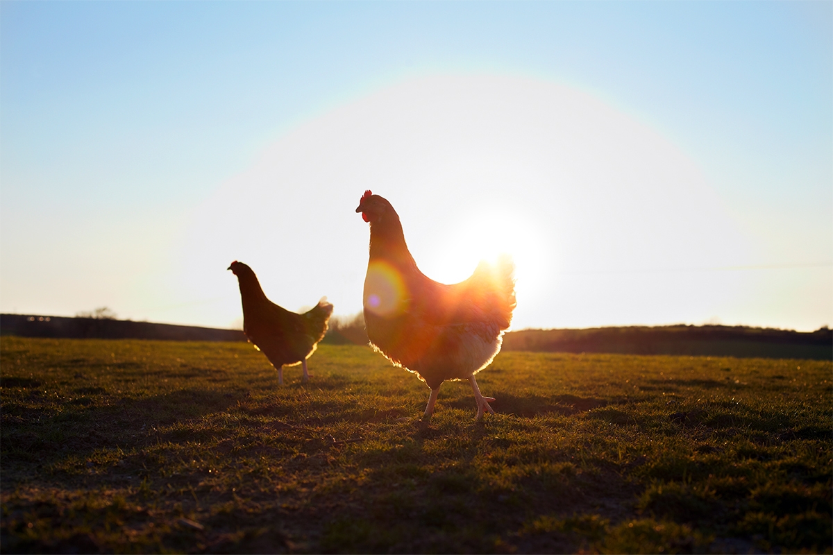 chicken farm