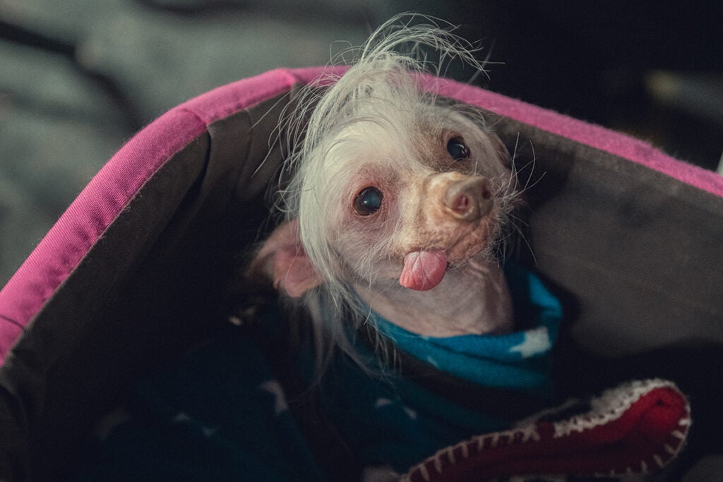 Astrid the dog from "Too Much."