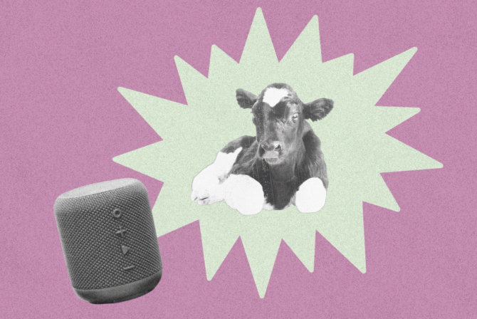 A photo of a calf seems to emit from a speaker