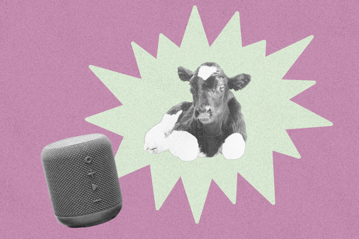 A photo of a calf seems to emit from a speaker